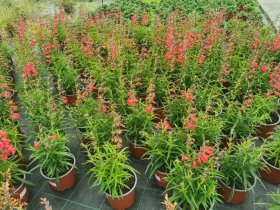 Daugiametė gėlė, penstemonas (Penstemon), vazono skersmuo 15 cm.