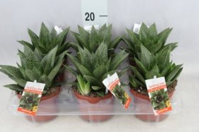 Kambarinis augalas, gasterija, vazonėlio skersmuo 11 cm.