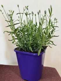 Daugiametė gėlė, levanda tikroji, vazonas 2 l.