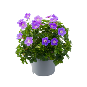 Daugiametė gėlė, snaputis "Bloom MeAway", vazonėlio skersmuo 14 cm.