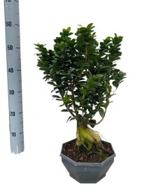 Kambarinis augalas, fikusas "Bonsai", vazonėlio skersmuo 26 cm.