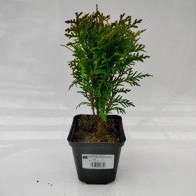 Spygliuotis, tuja "Danica", vazonėlio skersmuo 9 cm.