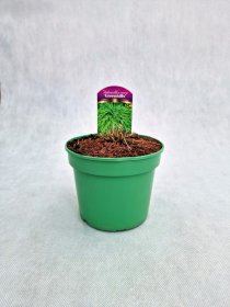 Žolinis augalas, hakonė didžioji "Greenhills", vazonas 1,5 l.