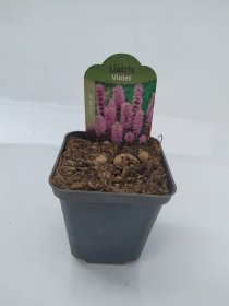 Daugiametė gėlė, liatris "Floristan Violet", vazonėlio skersmuo 9 cm.