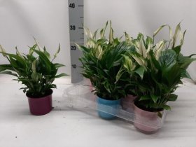 Kambarinis augalas, spatifilis "Chopin", vazonėlio skersmuo 9 cm.