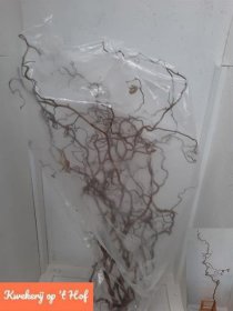 Lazdyno šakelė, 1 vnt.