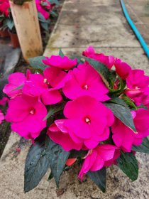 Vienmetė gėlė, gvinėjinė sprigė, vazonėlio skersmuo 12 cm.