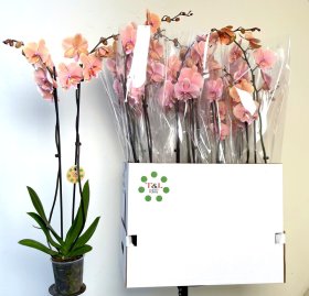 Kambarinis augalas, orchidėja "Oranje", vazonėlio skersmuo 12 cm.