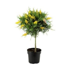 Dekoratyvinis krūmas, prožirnis (raipstas), ant stiebo, vazonėlio skersmuo 17 cm.