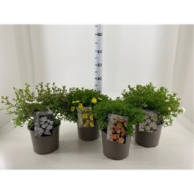 Dekoratyvinis krūmas, sidabrakrūmis, vazono skersmuo 19 cm.