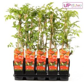 Vijoklinis augalas, ląstūnė, vazono skersmuo 15 cm.