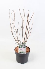 Dekoratyvinis krūmas, hortenzija šviesioji, Candybelle Marshmallow, vazonėlio skersmuo 19 cm.