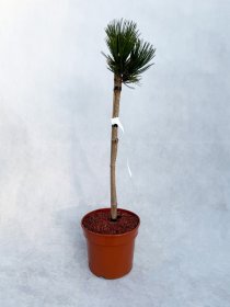 Spygliuotis, pušis baltažievė "Smidtii", aukštis 40-50 cm., vazonas 3 l.