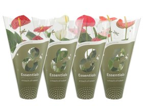 Kambarinis augalas, anturis, įvairūs, vazonėlio skersmuo 12 cm.