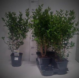 Dekoratyvinis krūmas, ligustras, vazonėlio skersmuo 14 cm.
