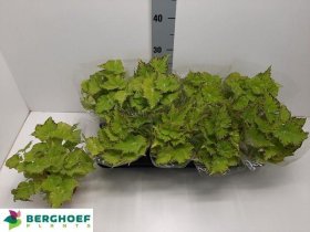 Kambarinis augalas, begonija "Lima Love", vazonėlio skersmuo 12 cm.