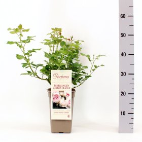 Daugiametė gėlė, rožė (F) "Herzogin Christiana", vazonas 3 l.