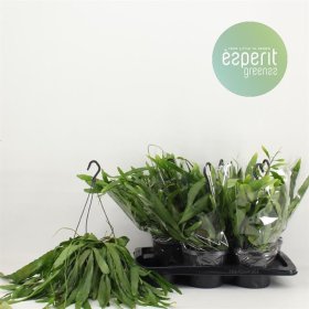 Kambarinis augalas, ripsalis "Ramulosa", vazonėlio skersmuo 17 cm.