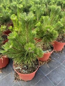 Spygliuotis, pušis tunbergo "Thunderhead", vazonėlio skersmuo 23 cm.