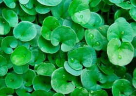 Vienmetė gėlė, dichondra, vazonėlio skersmuo 15 cm.