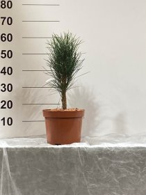 Spygliuotis, pušis "Green ower", vazonėlio skersmuo 23 cm.