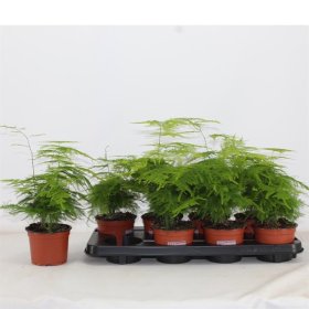 Kambarinis augalas, smidras, vazonėlio skersmuo 12 cm.