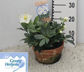 Daugiametė gėlė, eleboras "HGC Diva", vazonėlio skersmuo 21 cm.
