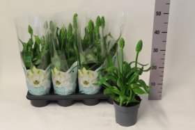 Kambarinis augalas, paukštpienė "Thyrsoi", vazonėlio skersmuo 14 cm.