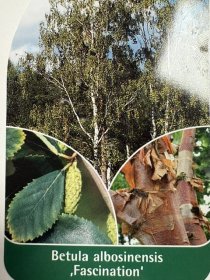 Dekoratyvinis medis, beržas rytinis "Fascination", vazonėlio skersmuo 33 cm.