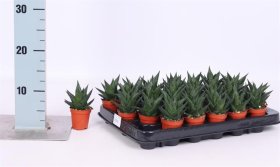 Kambarinis augalas, avortija "Limifolia", vazonėlio skersmuo 6 cm.