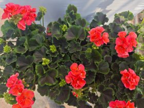 Vienmetė gėlė, pelargonija (krūminė), vazonėlio skersmuo 12 cm.