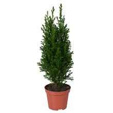 Kambarinis augalas, puskiparisis, aukštis 30 cm., vazonėlio skersmuo 9 cm.