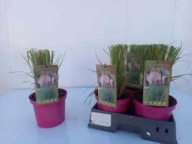 Žolinis augalas, kortaderija "Rosea", vazonėlio skersmuo 19 cm.