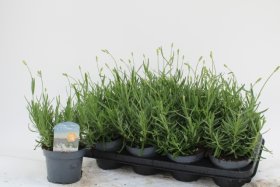 Daugiametė gėlė, levanda "Aroma White", vazonėlio skersmuo 13 cm.