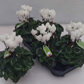 Kambarinis augalas, ciklamenas "Sup Macro", vazonėlio skersmuo 12 cm.