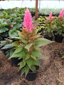 Vienmetė gėlė, celiozija sidabrinė, vazonėlio skersmuo 10 cm.