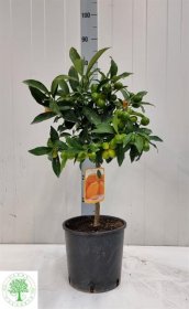 Kambarinis augalas, kinkanas "Margarita", vazono skersmuo 22 cm.