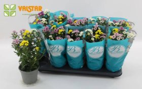 Vienmetė gėlė, chrizantema "Cal Quatro", vazonėlio skersmuo 12 cm.