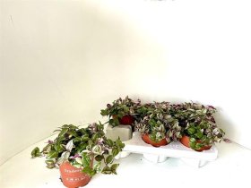 Kambarinis augalas, tradeskantė "Quadricolor", vazonėlio skersmuo 12 cm.