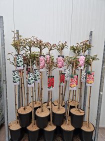 Daugiametė gėlė, rožė, ant stiebo, įvairios, vazonėlio skersmuo 23 cm.