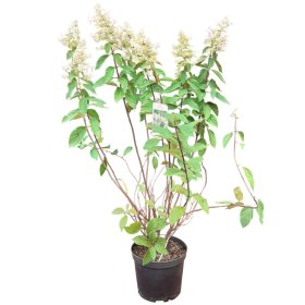 Dekoratyvinis krūmas, hortenzija, vazonas 5 l.