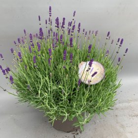 Daugiametė gėlė, levanda tikroji "Hidcote", vazonas 10 l.