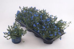 Alpinariumo augalas, litodora "Heaven Bl", vazonėlio skersmuo 12 cm.