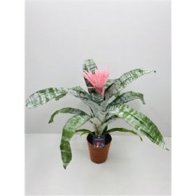 Kambarinis augalas, echmėja "Primera", vazono skersmuo 15 cm.