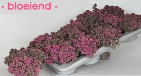 Alpinariumo augalas, šilokas "Lidakense", vazonėlio skersmuo 13 cm.