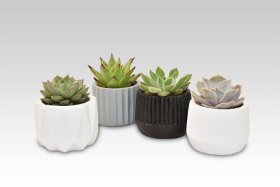 Kambarinis augalas, kalvorė (eševerija), geometrinė kompozicija, vazonėlio skersmuo 6 cm.