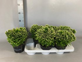 Kambarinis augalas, Selaginelė "Jori", vazonėlio skersmuo 15 cm.