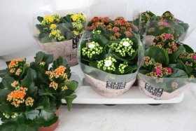 Kambarinis augalas, kalankė, vazonėlio skersmuo 15 cm.