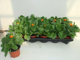 Vienmetė gėlė, medetka, vazonėlio skersmuo 10 cm.