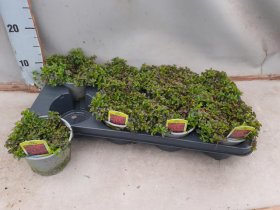 Alpinariumo augalas, šilokas "Spot Pink", vazonėlio skersmuo 12 cm.